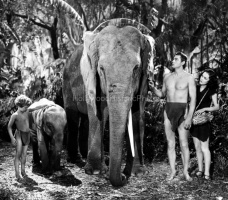 "Tarzan Finds a Son" 1939